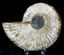 Agatized Ammonite Fossil (Half) #21158-1